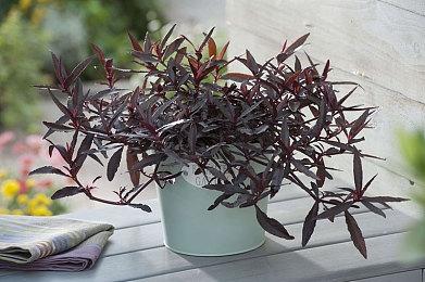 《铁拳8》总监原田胜弘回应联动《死或生》：可能性很小